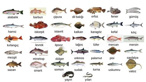 balık çeşitleri resimli ve isimleri